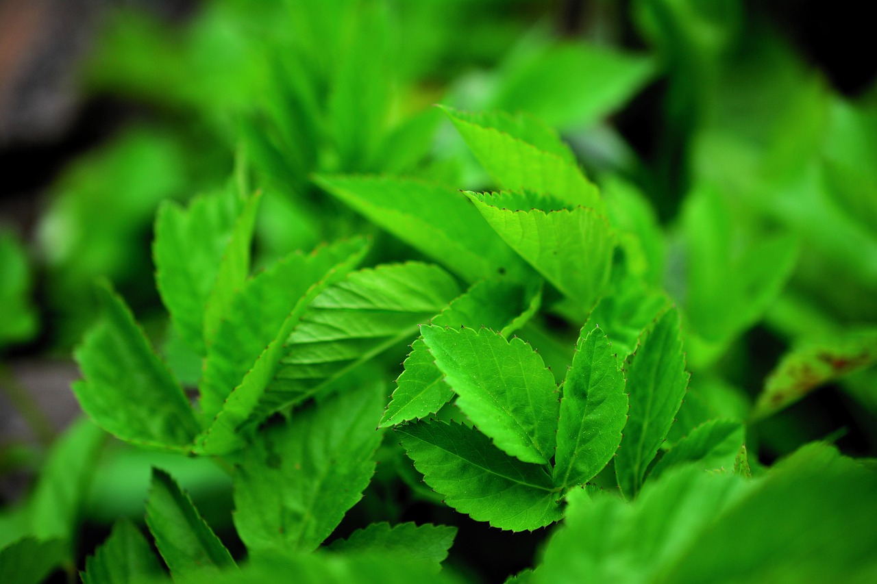 How to Grow an Herb Garden on Your Balcony